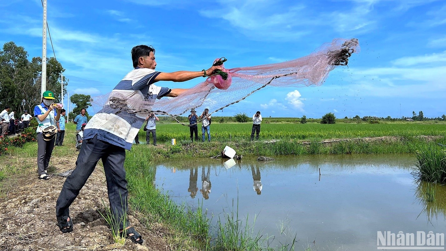 Nhà nông xã Trí Lực (huyện Thới Bình) dùng ngư cụ bắt tôm trên đồng lúa-tôm nuôi thí điểm theo tiêu chuẩn ASC.