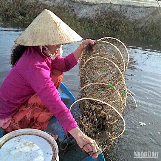 Nhà nông xã Trí Lực (huyện Thới Bình) dùng ngư cụ bắt tôm trên đồng lúa-tôm nuôi thí điểm theo tiêu chuẩn ASC.