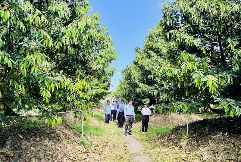 Đoàn khảo sát mô hình ứng dụng hệ thống tưới tự động trong canh tác trên cây sầu riêng.