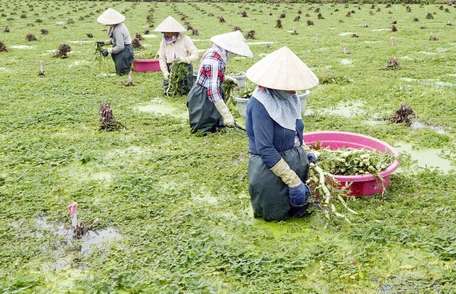 Mô hình trồng rau nhút tại xã Xuân Hiệp mang lại lợi nhuận ổn định cho người dân. 