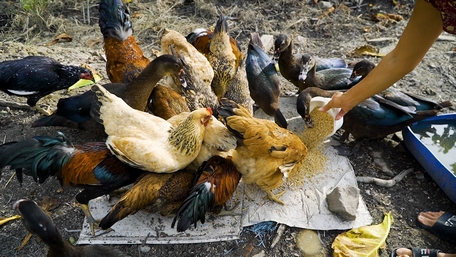 Ngành chăn nuôi gia súc, gia cầm đang đối mặt với nhiều thách thức.