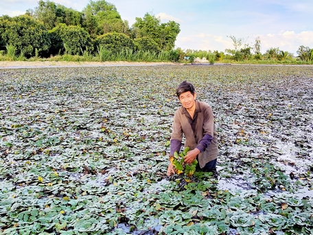 Ông Nguyễn Phi Long kiểm tra sâu bệnh trên ruộng ấu rộng 2 công ở ấp Tân Nhơn, xã Tân Hạnh.