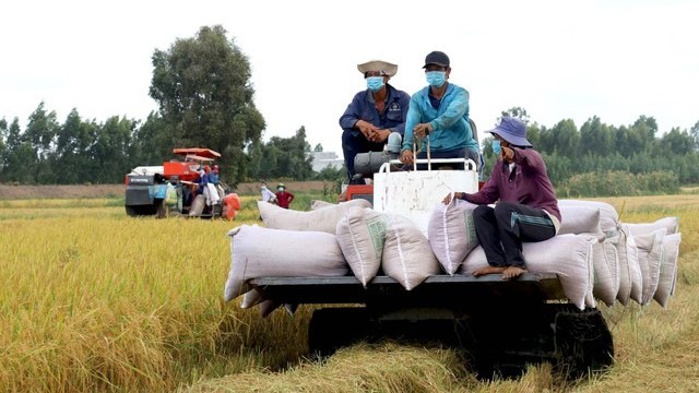 Giá gạo xuất khẩu tăng cao, kéo theo giá lúa cũng tăng theo - Ảnh minh họa: TTXVN