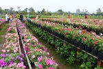Hơn 100ha hoa kiểng phục vụ Tết và Festival Hoa- Kiểng Sa Đéc