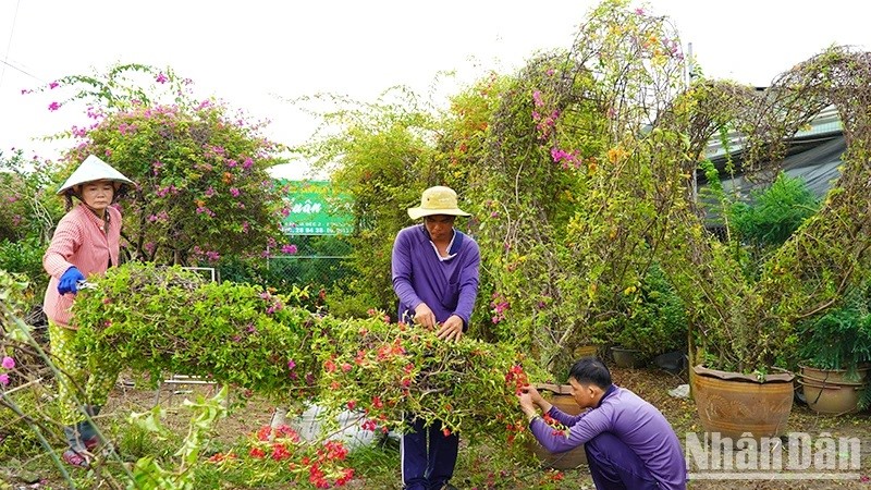 Bà con nông dân Làng hoa Sa Đéc tạo kiểng hoa giấy hình trái tim. (Ảnh: HỮU NGHĨA)