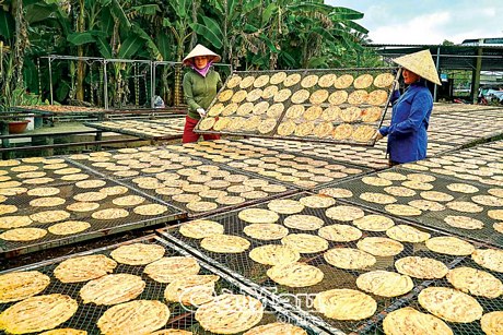Làng nghề chuối khô xã Trần Hợi đang vào vụ Tết. Từng giàn phơi luôn đầy ắp chuối ép vàng tươi.