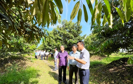 Huyện Bình Tân chỉ đạo phát triển các mô hình sản xuất nông nghiệp theo hướng ứng dụng công nghệ cao, xây dựng mã số vùng trồng.