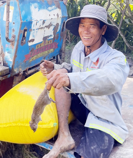 Bắt chuột vào mùa lúa chín.Ảnh: THẢO LY