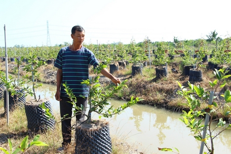 Chăm sóc những cây mai nhỏ chuẩn bị cho thị trường sắp tới.