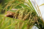 Cần Thơ: Giới thiệu, đưa vào lưu hành sản xuất 3 giống lúa mới