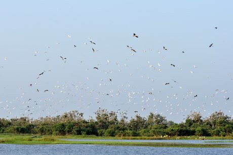 Hệ sinh thái đa dạng, Láng Sen có môi trường sống lý tưởng cho nhiều loài chim cò, động vật hoang dã.
