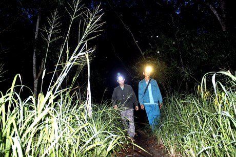 Cán bộ, nhân viên tuần đêm bảo vệ Khu bảo tồn đất ngập nước Láng Sen.