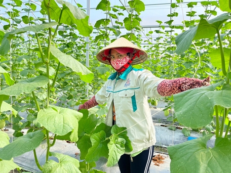 Huyện Bình Tân đang tiếp tục chỉ đạo phát triển mô hình sản xuất nông nghiệp theo hướng ứng dụng công nghệ cao, xây dựng mã số vùng trồng.