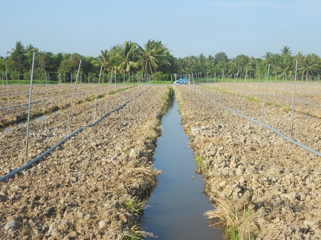 Nông dân ở xã Tân Long (Mang Thít) lên liếp trồng mít có lắp đặt hệ thống tưới tiết kiệm nước.