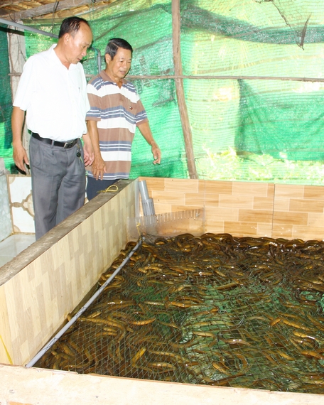 Mô hình nuôi lươn không bùn ở đô thị phù hợp cho hộ ít đất sản xuất, dễ áp dụng kỹ thuật.