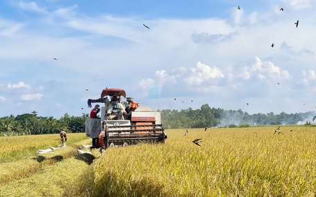 Năm 2023, giá trị gia tăng toàn ngành nông nghiệp huyện Mang Thít tăng cao nhất trong những năm gần đây.