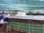 Chăm sóc thủy sản mùa nắng nóng, nước nhiễm mặn