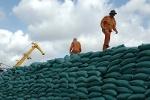 Xuất khẩu gạo: Cần nắm bắt tốt các tín hiệu thị trường gạo