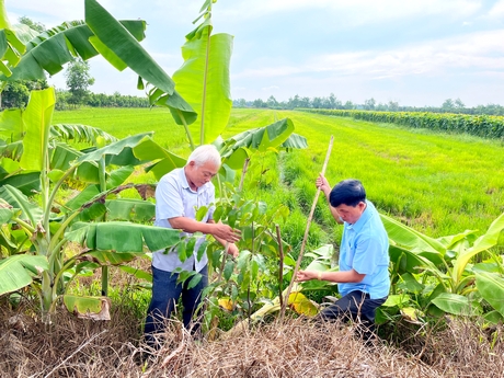 Ông Tống Thành Phong- Chủ tịch Hội Cựu chiến binh tỉnh, Phó Trưởng Ban Thường trực Ban Vận động tỉnh (trái) và ông Bùi Văn Ngọc- Phó Chủ tịch UBND huyện Bình Tân trồng cây.