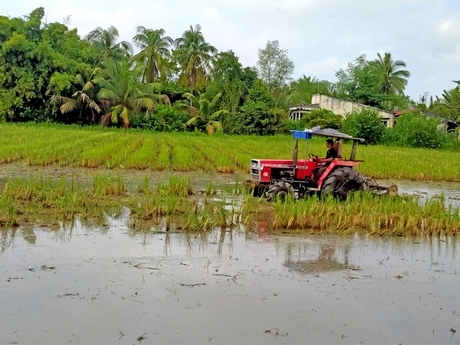 Nông dân cần làm đất, vệ sinh đồng ruộng thật tốt trước khi xuống giống để lúa Thu Đông phát triển tốt, năng suất cao.