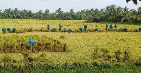 Lực lượng quân sự đến hỗ trợ người dân thu hoạch lúa bị đổ ngã.