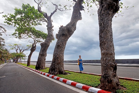 Hàng cây bàng cổ thụ trên đường Phạm Hùng và đường Tôn Đức Thắng tại Côn Đảo.