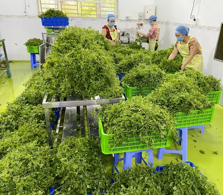 Tận dụng nguồn tài nguyên thiên nhiên phong phú kết hợp với quy trình sản xuất thông minh, công nghệ hiện đại, sản phẩm trà khổ qua rừng Modica từng bước có vị thế trên thị trường.
