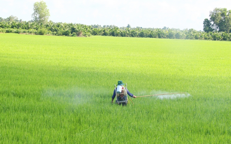 Nông dân cần theo dõi sát thông tin dự báo xâm nhập mặn, cảnh báo dịch hại để bảo vệ lúa Đông Xuân những ngày Tết.