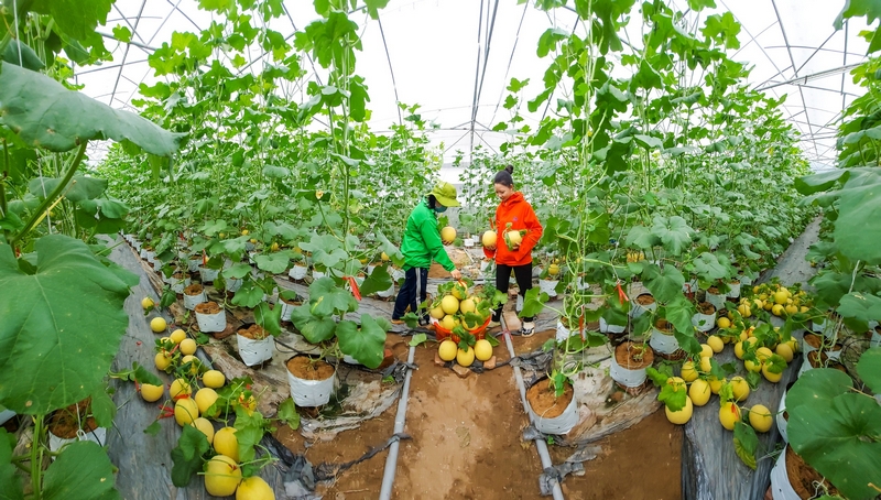 Chuyển đổi số giúp ngành nông nghiệp nâng cao năng suất, chất lượng, hiệu quả sản xuất và tiêu thụ sản phẩm. Ảnh: NGỌC LIỄU