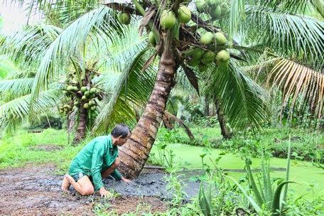 Nông dân nâng cao ý thức trồng dừa theo hướng hữu cơ, thực hiện mã số vùng trồng.
