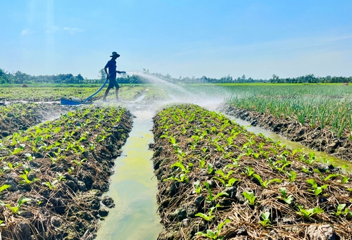 Tỉnh Vĩnh Long đang triển khai các chính sách tạo động lực cho phát triển nông nghiệp.
