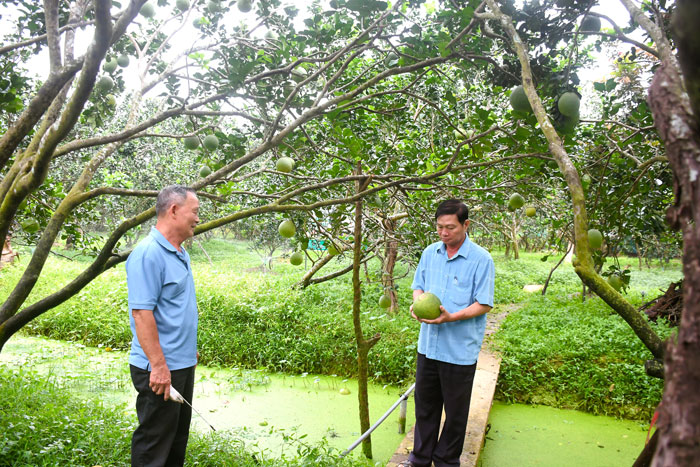 Lão nông Trịnh Ngọc Trung (trái) và ông Nguyễn Phước Nữa- Chủ tịch HĐQT HTX Bưởi da xanh Quới Sơn (phải) tham quan vườn bưởi Tết, tại vườn của ông Trung.

