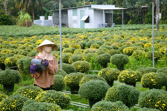 Làng nghề cúc mâm xôi Long Thới rộn ràng sắc xuân
