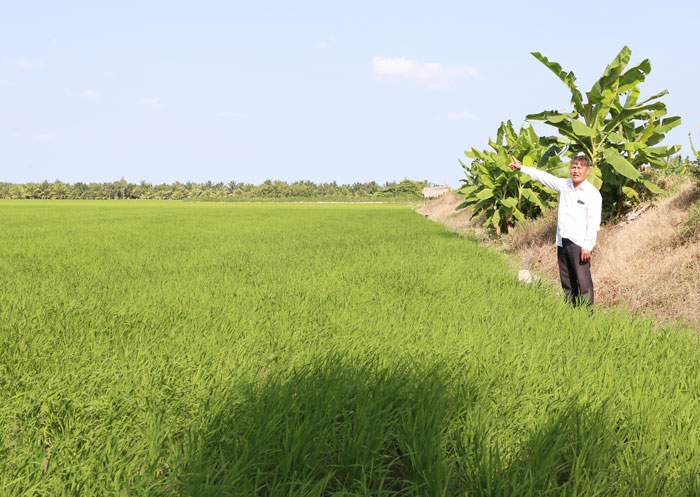 Ông Nguyễn Văn Nhanh thăm đồng sản xuất lúa thuộc HTX Nông nghiệp Rạch Lọp.

