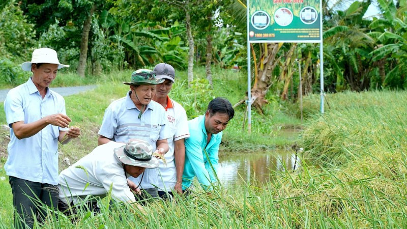 Tham gia Đề án 1 triệu ha lúa chất lượng cao giúp nông dân miền Tây có sự chuyển biến mạnh mẽ về tư duy sản xuất. (Ảnh NGUYỄN HỮU TÙNG)
