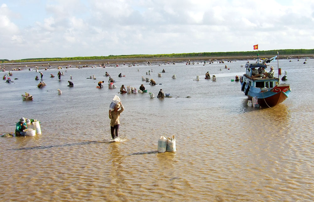 Khai thác nghêu tại Hợp tác xã Thủy sản Rạng Đông (xã Thới Thuận). Ảnh: Phan Hân