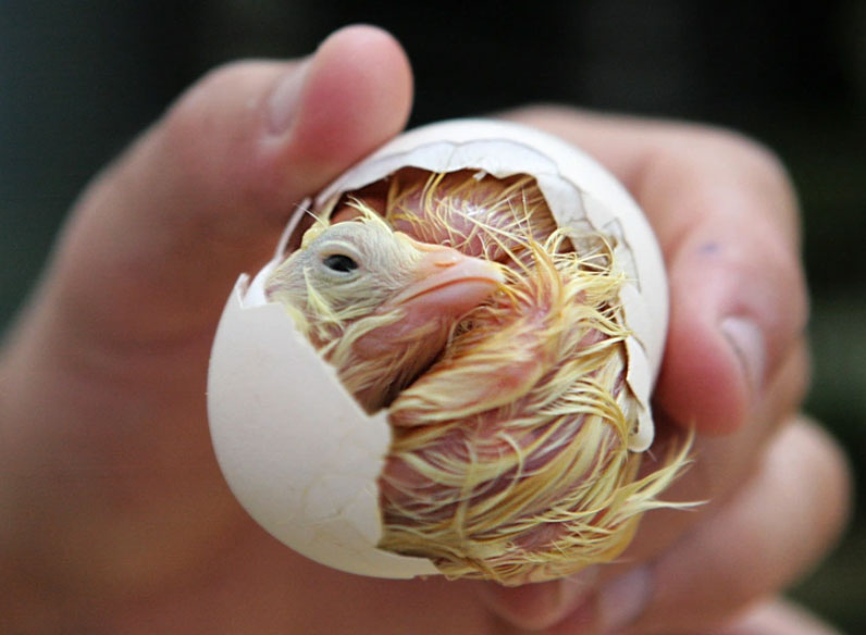 Nhật Bản áp dụng công nghệ AI để soi trứng xác định giới tính gà con - Ảnh minh họa: AFP