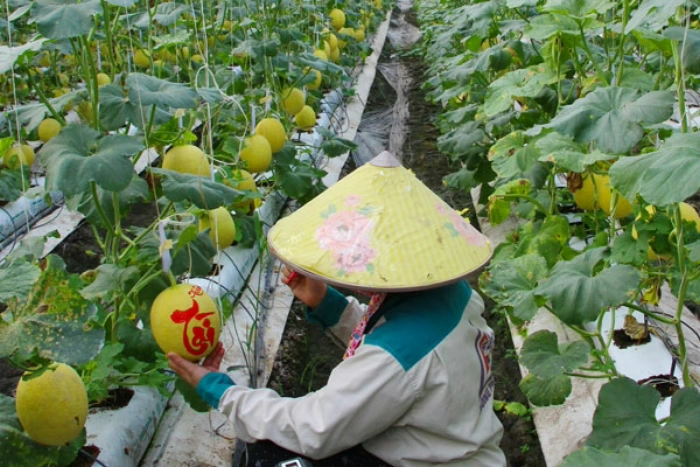 Trên 81 ngàn hecta sản xuất hữu cơ, ứng dụng công nghệ cao