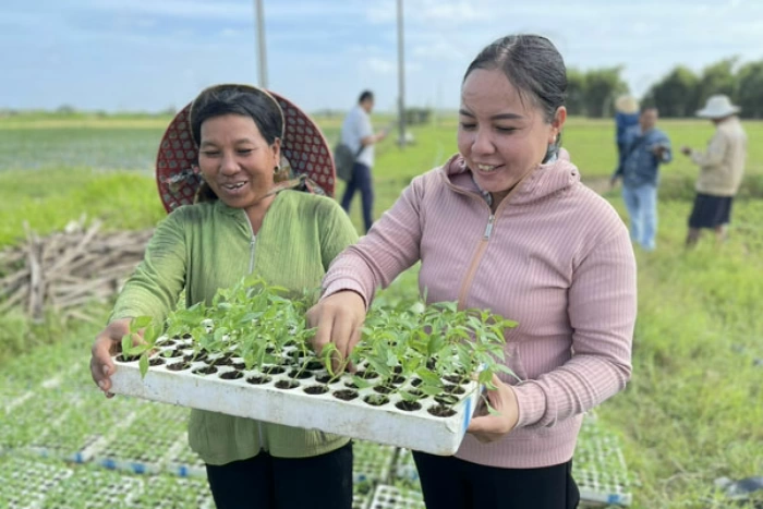Đồng bào Khmer trồng màu vụ Tết