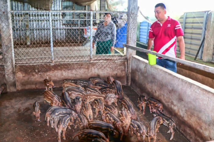 Tăng cường phòng, chống dịch bệnh trên vật nuôi