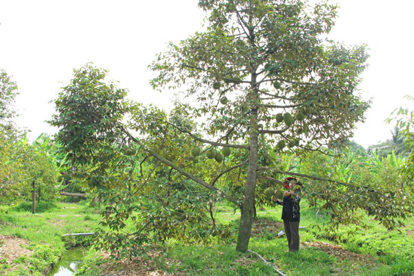 Sầu riêng là loại cây trồng rất mẫn cảm với độ mặn.