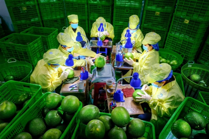 Phát triển vùng chuyên canh bưởi da xanh