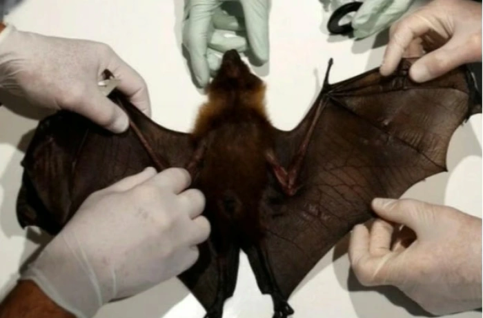 Hà Nội có công văn khẩn về phòng chống virus Nipah