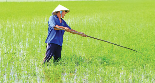 Nông dân tích cực ra đồng chăm sóc cây trồng vụ Đông Xuân.
