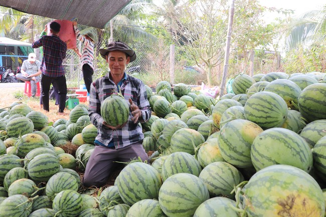 Anh Nguyễn Thanh Tùng đã gắn bó với nghề “vỗ dưa” hơn 20 năm nên chỉ cần nhìn và nghe tiếng vỗ phát ra là biết trái dưa nào giòn ngọt.