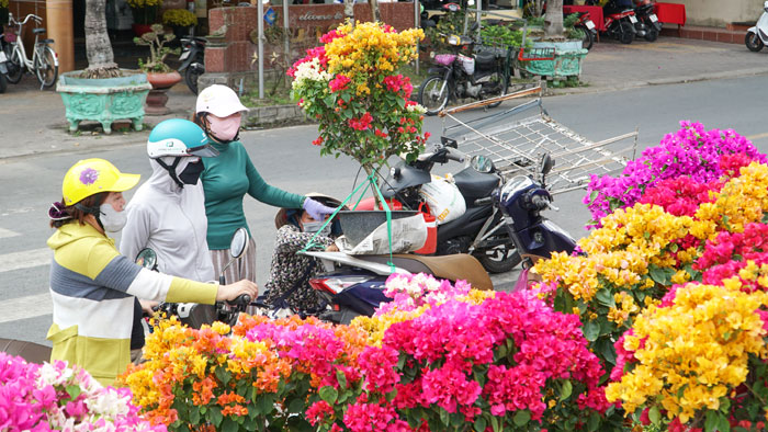 Từ vườn đến chợ, sắc hoa đang lan tỏa khắp phố phường, báo hiệu một mùa xuân mới đang về rất gần.


