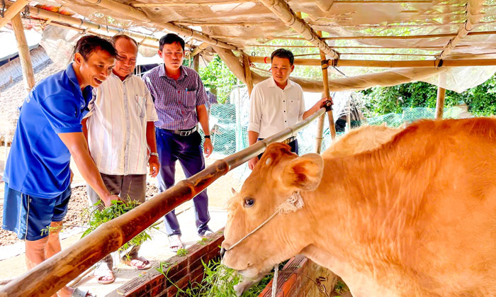 Lãnh đạo địa phương đến thăm mô hình nuôi bò của ông Thạch Phương (trái). Ảnh: SỐC KHA

