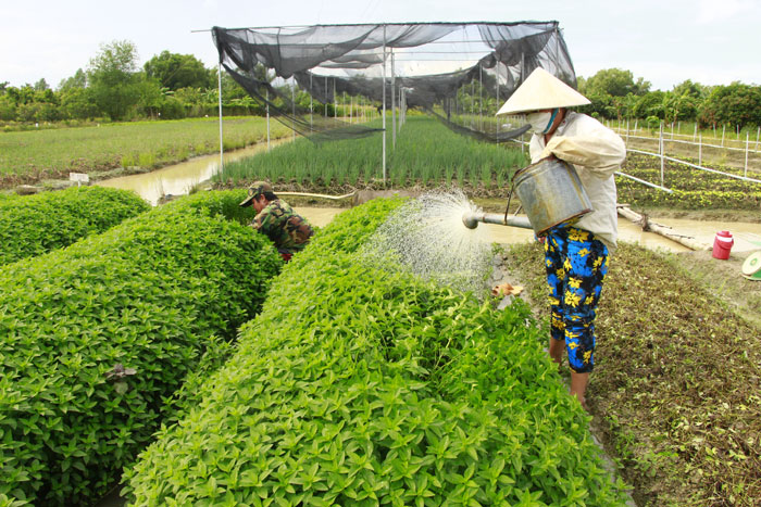 Nông dân HTX Rau an toàn Phước Hậu (phường Phước Hậu) chú trọng phát triển sản xuất rau màu an toàn theo các tiêu chuẩn VietGAP, GlobalGAP, hữu cơ.

