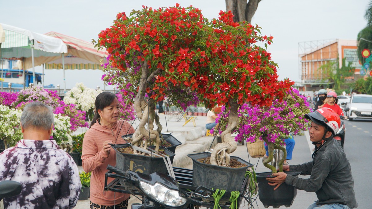 Nhộn nhịp cảnh mua bán hoa kiểng những ngày cận Tết.