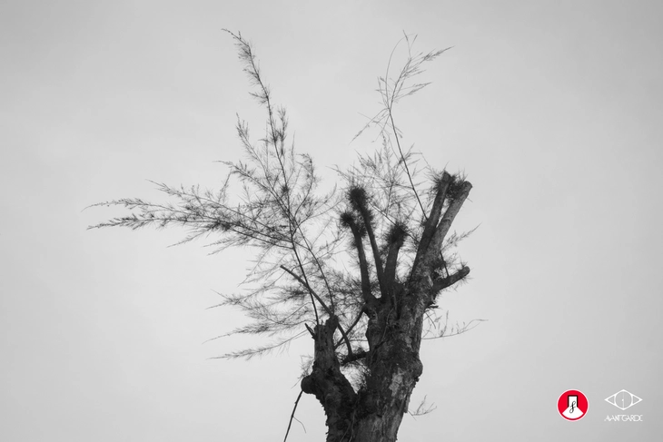 Dandelion của tác giả Shing Chan

